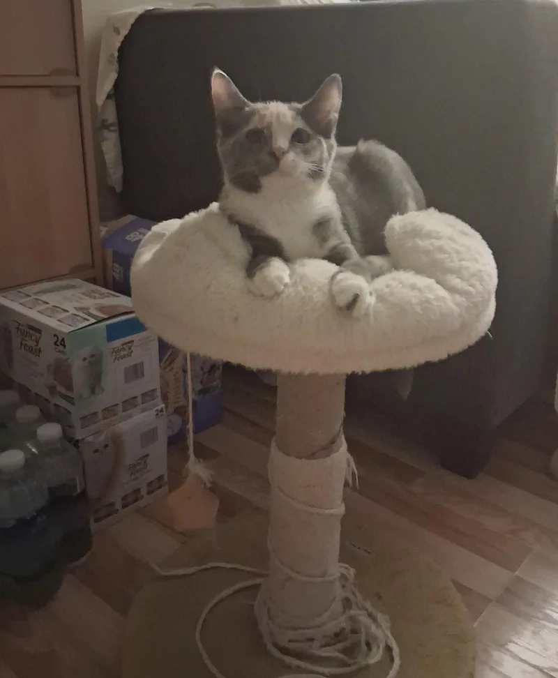 A baby medium-sized female Domestic Short Hair cat named Star Willow Grove for adoption in Greenville, DE
