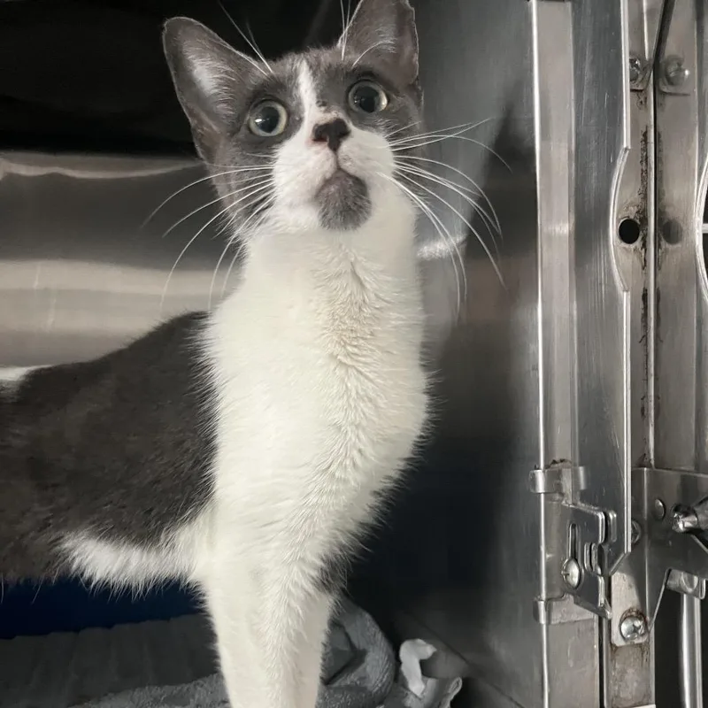 A young medium-sized female White Domestic Short Hair cat named Doodles for adoption in Lakeland, FL