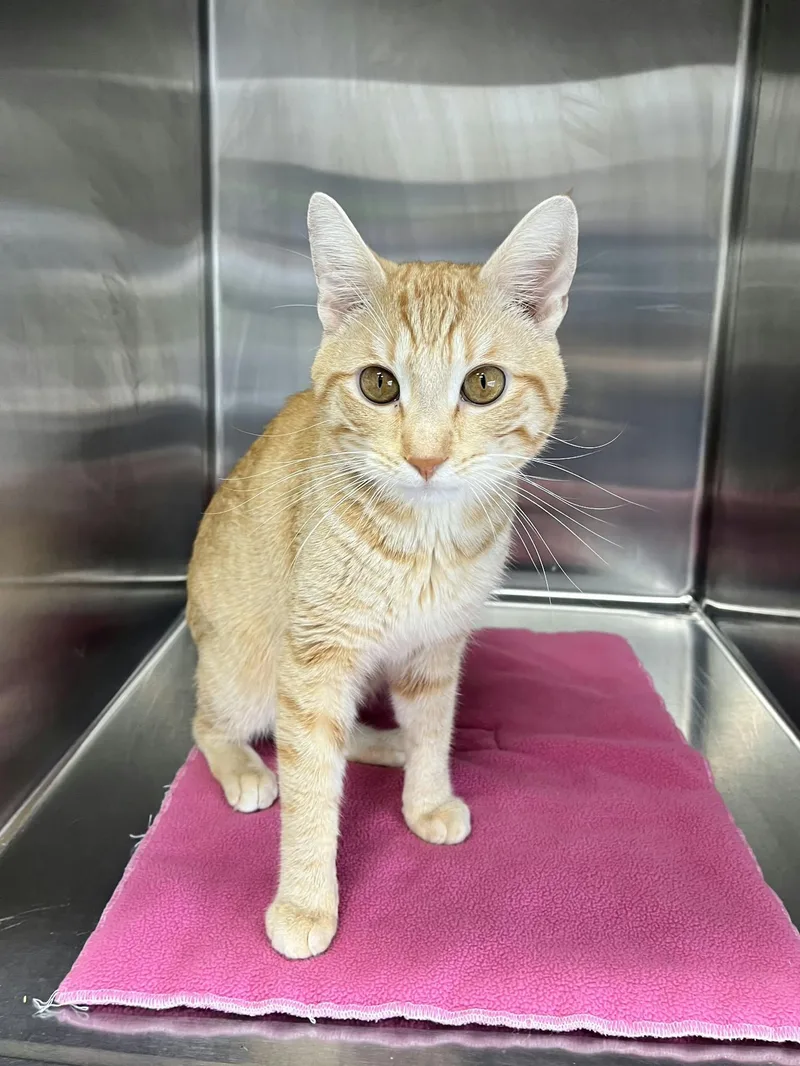 An adult medium-sized male Domestic Short Hair cat named Hawkeye for adoption in Blaine, MN