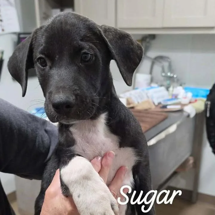 Sugar