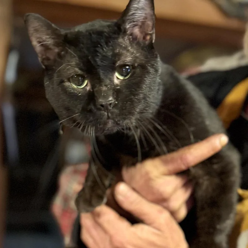 An adult small-sized male Black Domestic Short Hair cat named Sir Robert Cotton for adoption in Rochester, MN