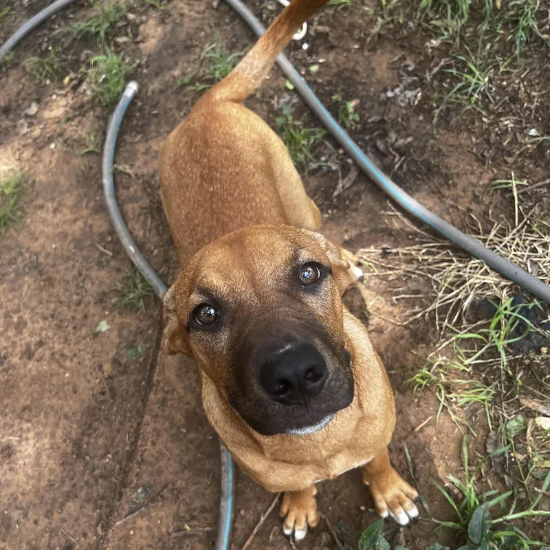Ziva