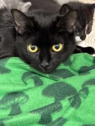 An adult small-sized female Domestic Short Hair cat named Harriet for adoption in Cumming, GA