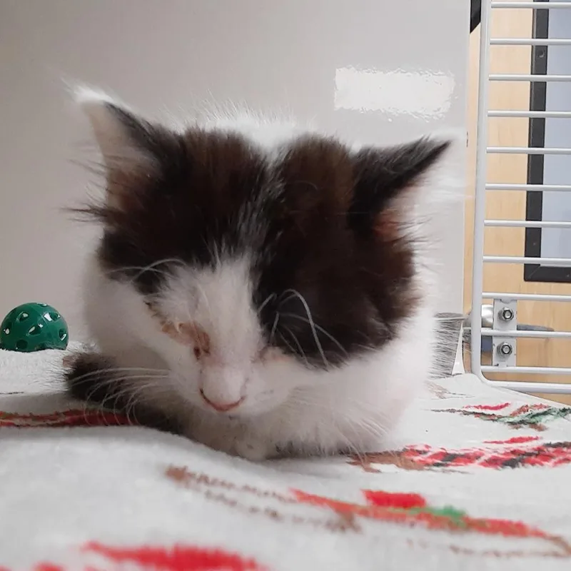 A baby small-sized female White Domestic Short Hair cat named Lemon for adoption in Watertown, NY