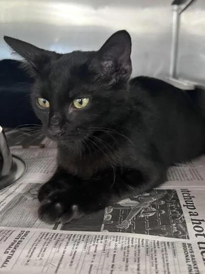 A baby small-sized male Domestic Short Hair cat named Pepsi for adoption in Houston, TX
