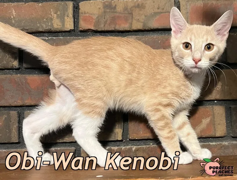 A baby medium-sized male Domestic Short Hair cat named ObiWan Kenobi for adoption in Douglasville, GA