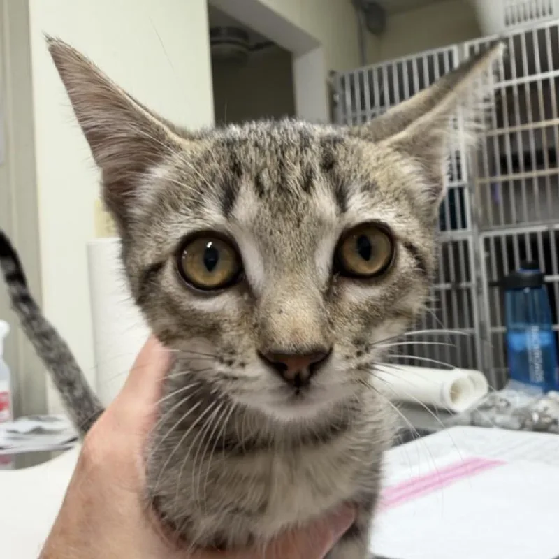 A baby small-sized male Brown / Chocolate Domestic Short Hair cat named Trevor for adoption in Colorado Springs, CO