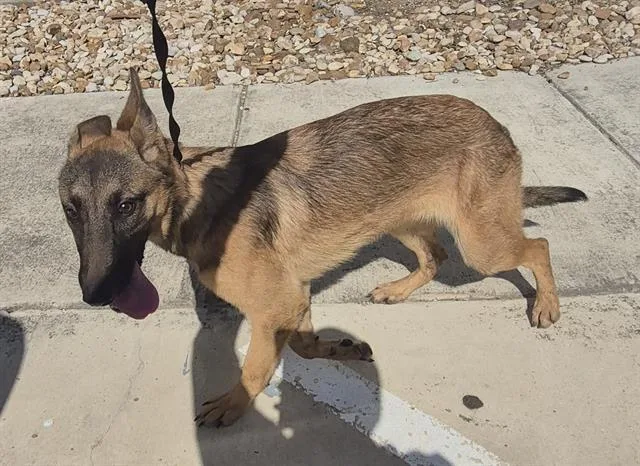 A young medium-sized female Belgian Shepherd / Malinois dog named Brie for adoption in San Antonio, TX