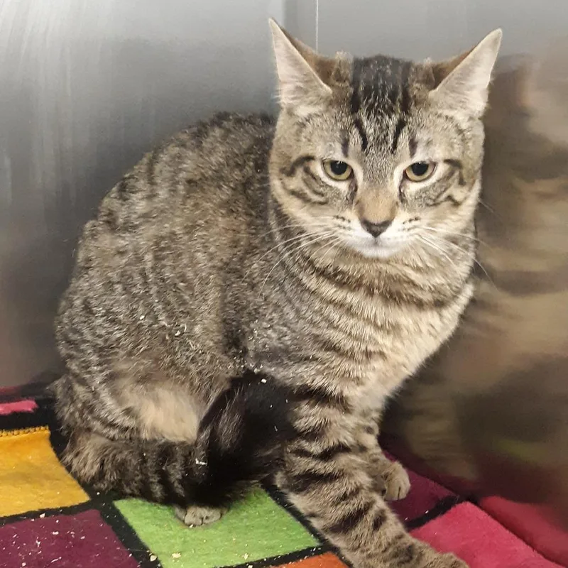 A young medium-sized female Brown / Chocolate Domestic Short Hair cat named Athena for adoption in Spokane, WA