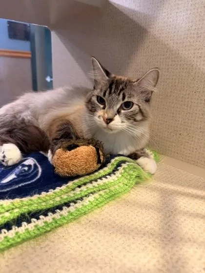An adult medium-sized female Blue Cream Domestic Medium Hair cat named Socks BONDED TO LOAFER for adoption in Stanwood, WA