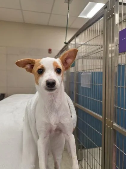 A baby small-sized female Terrier dog named Sparkle for adoption in Honolulu, HI