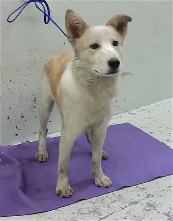 A young medium-sized male Labrador Retriever dog named Matty B for adoption in Houston, TX