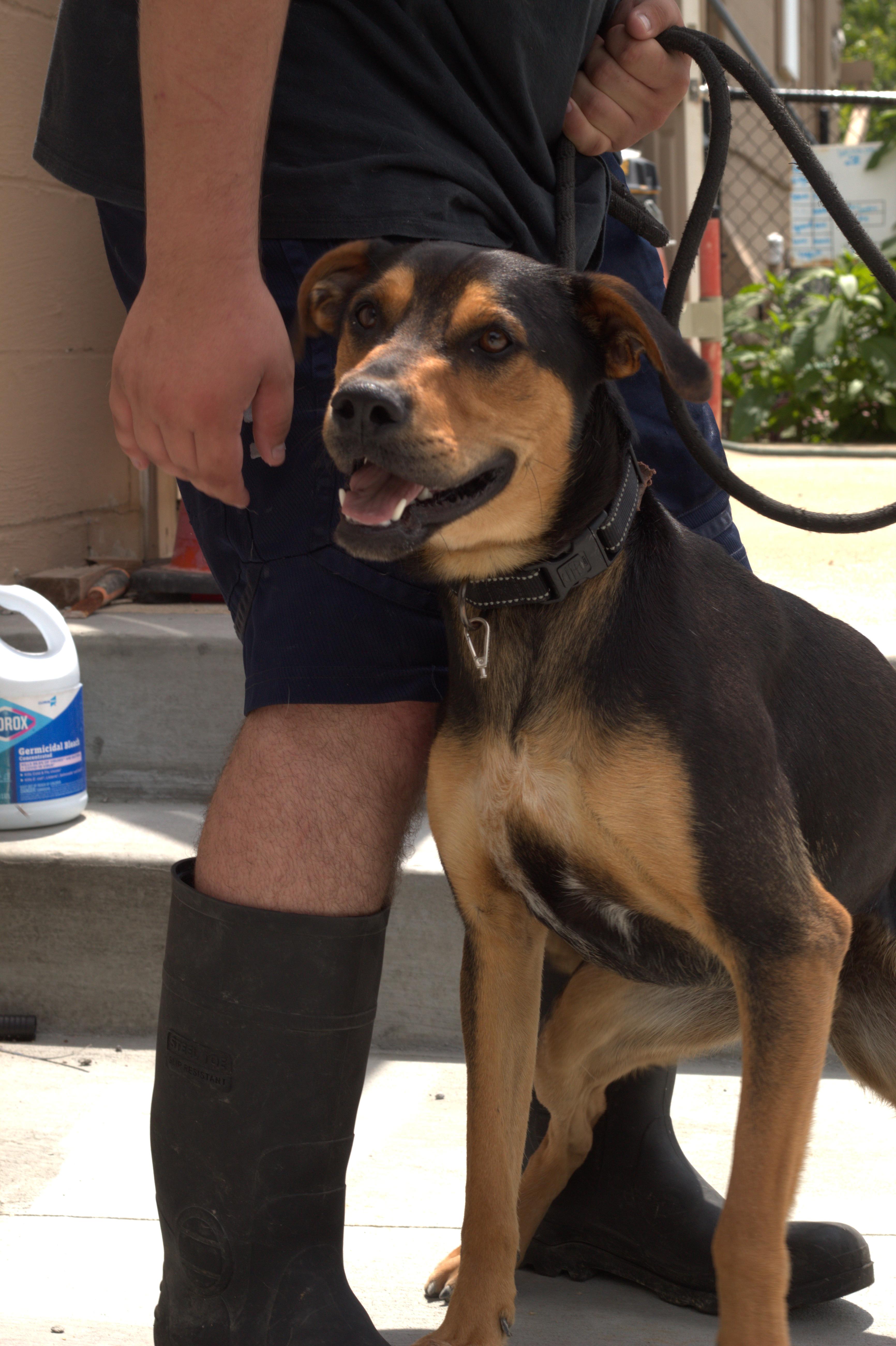An adult medium-sized male Bicolor Hound dog named Taquito for adoption in Hendersonville, TN