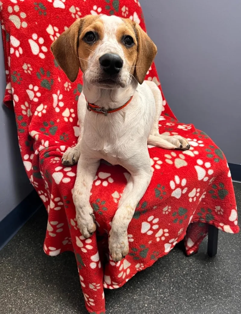 A young medium-sized male Hound dog named Hooligan for adoption in Lacona, NY