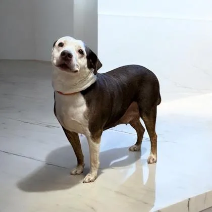 Buttercup thumbnail 2