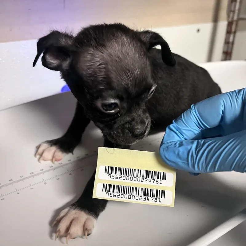 A baby small-sized male Black Mixed Breed dog named Dr Strange for adoption in Charleston, WV