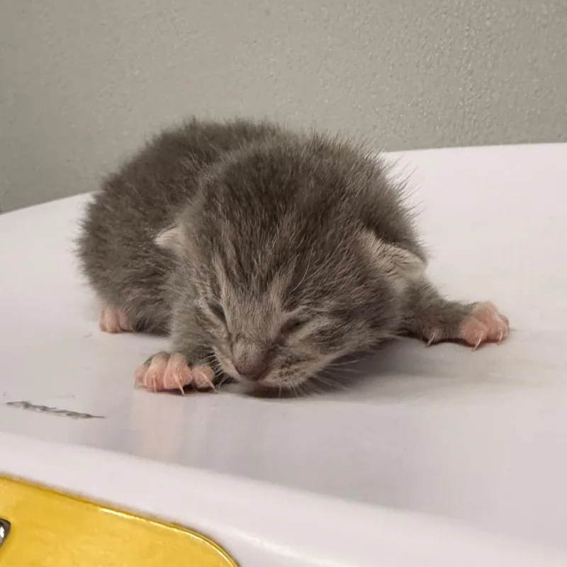 A baby small-sized male Gray / Blue / Silver Domestic Short Hair cat named Grove for adoption in Tampa, FL