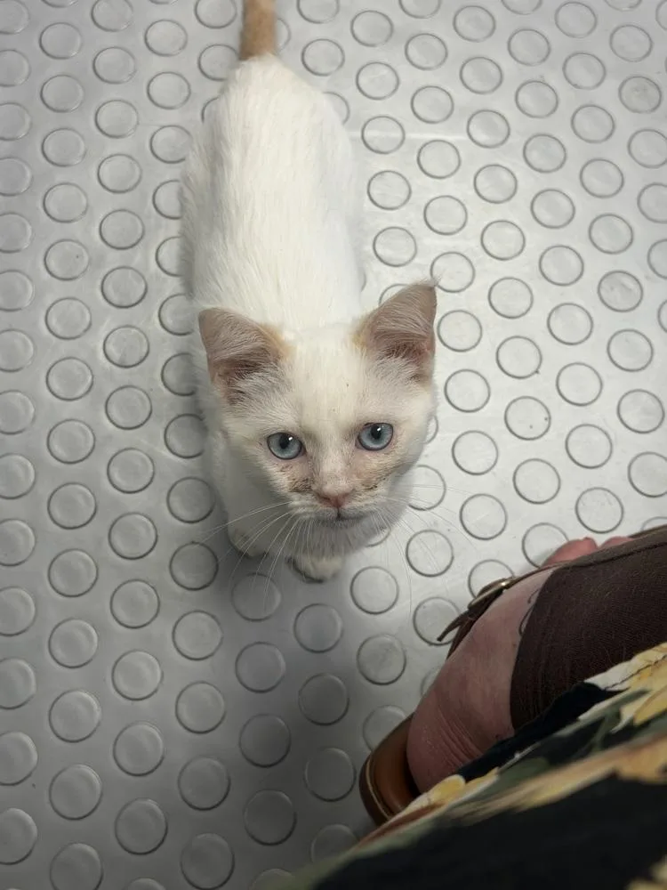 A baby small-sized male Siamese cat named Kronk for adoption in Albany, WI