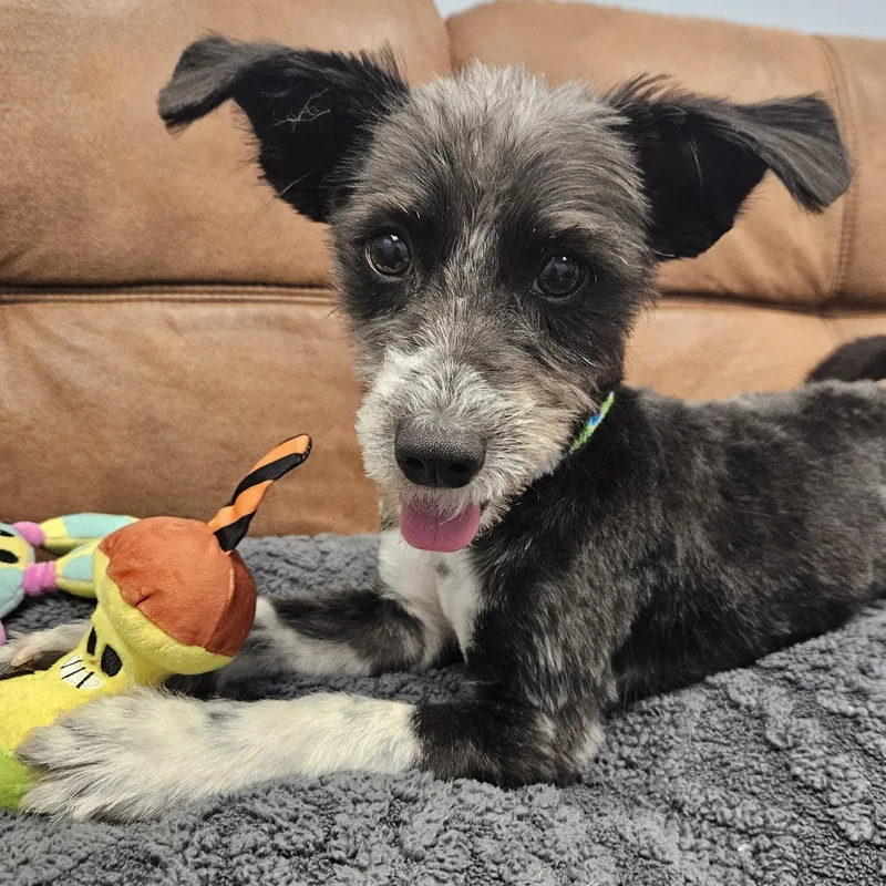 An adult small-sized male Havanese dog named Hooper for adoption in Livonia, MI