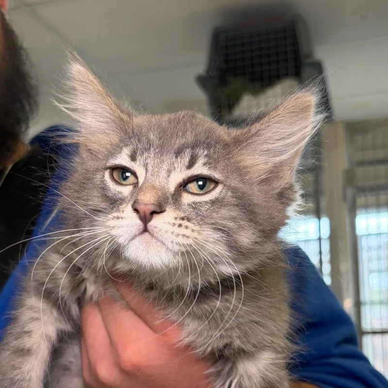 A baby small-sized female Gray / Blue / Silver Domestic Medium Hair cat named Shimmer for adoption in Santa Barbara, CA