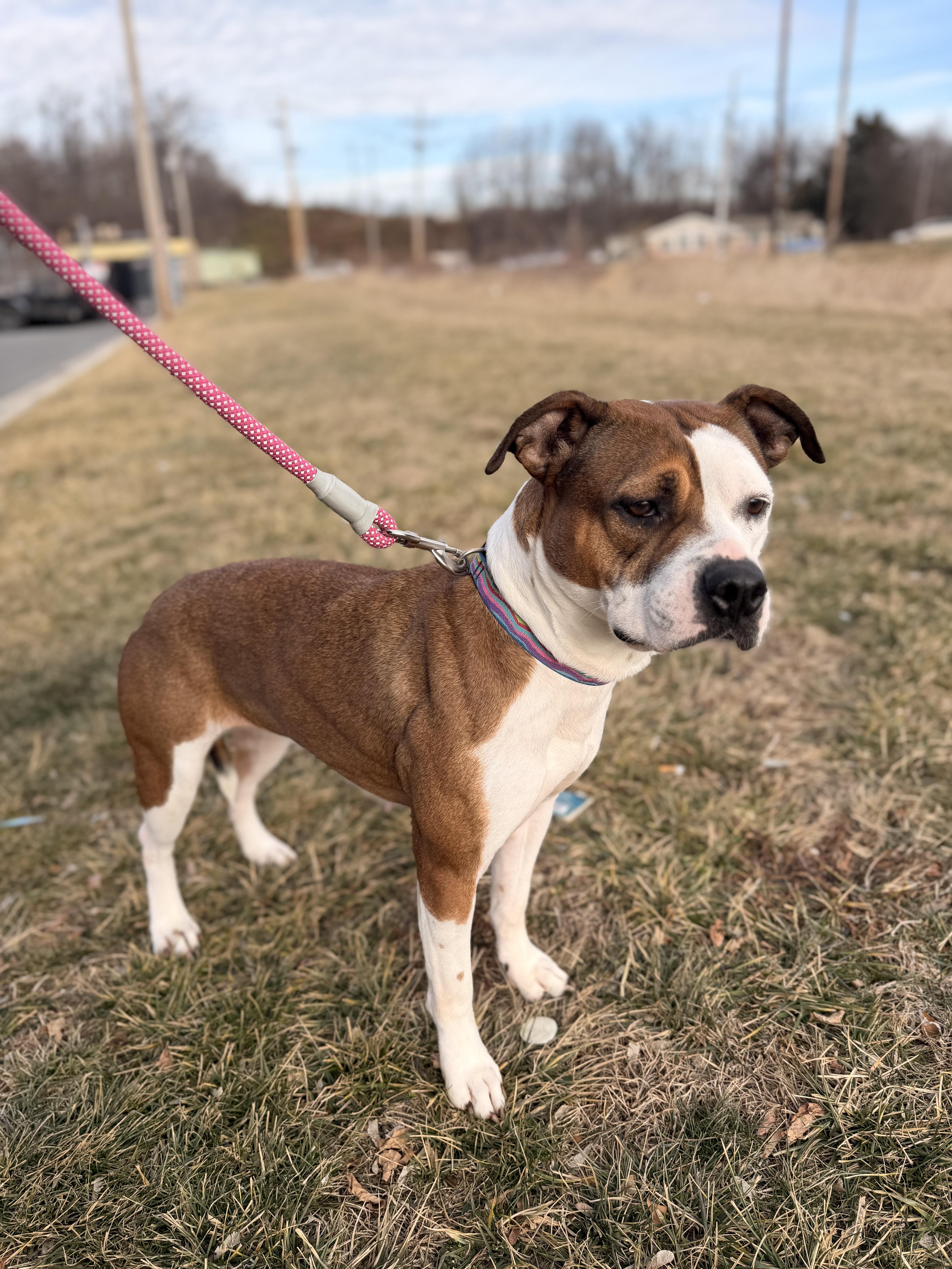 Chocolate Twist thumbnail 3