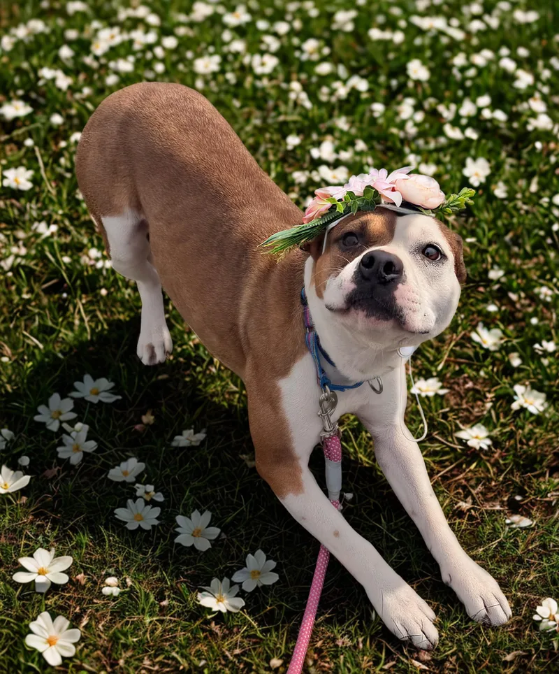 An adult medium-sized female Brown / Chocolate Terrier dog named Chocolate Twist for adoption in Houston, TX