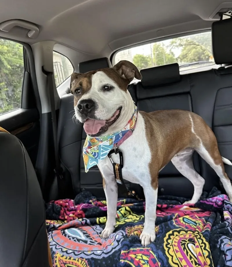 Chocolate Twist thumbnail 5