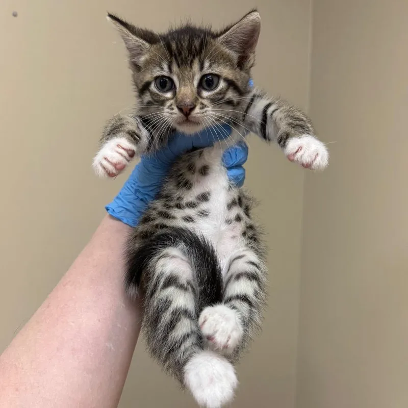 A baby small-sized male Brown / Chocolate Domestic Short Hair cat named Linus for adoption in Birmingham, AL