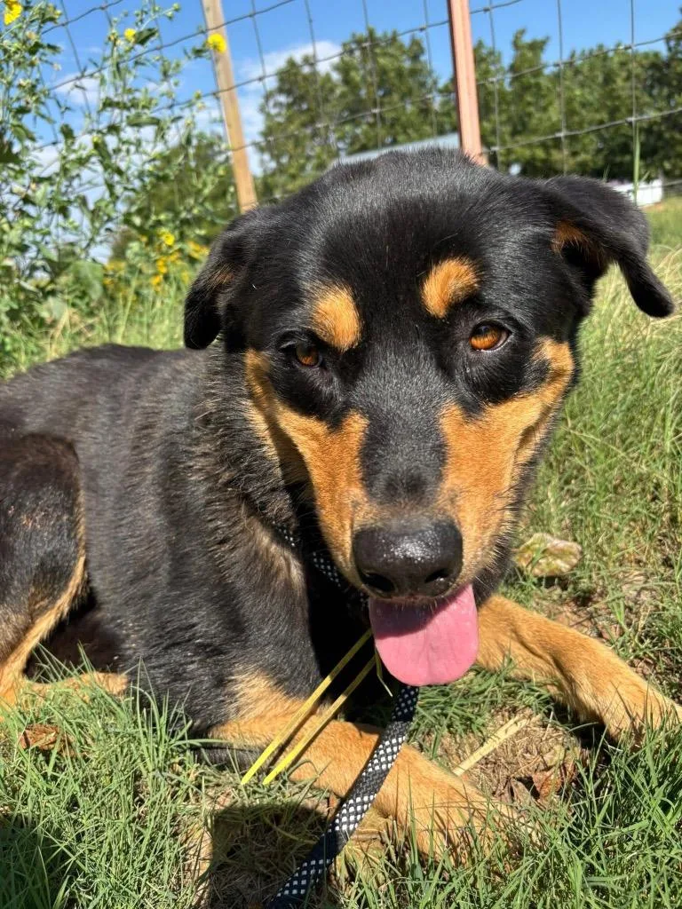An adult medium-sized male Rottweiler dog named Sarge for adoption in Newcastle, OK