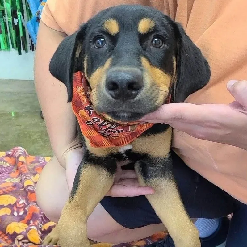 A baby medium-sized male Bicolor Black and Tan Coonhound dog named Blackberry for adoption in Williston, VT