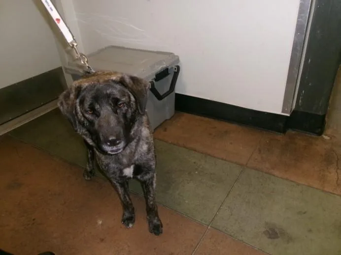 A young large-sized female Dutch Shepherd dog named Kaylee for adoption in Van Nuys, CA