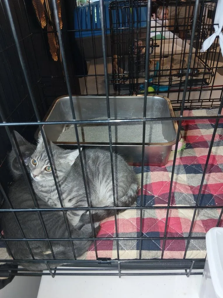 A baby medium-sized male Smoke Domestic Short Hair cat named Hitchy and Velcro second for adoption in Dayton, MD