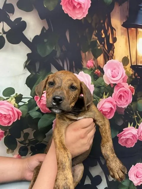 A baby small-sized female Pit Bull Terrier dog named Biscoff for adoption in San Bernardino, CA