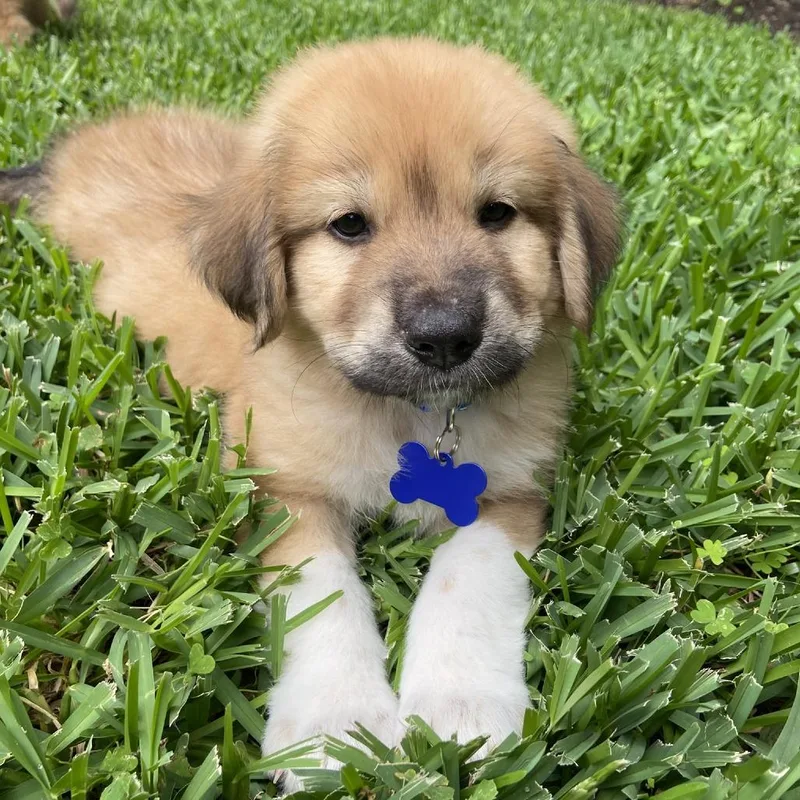 A baby small-sized male Brown / Chocolate Great Pyrenees dog named Dozer for adoption in Houston, TX