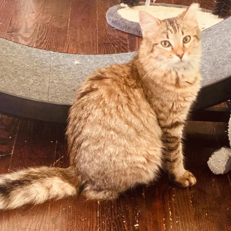 A young small-sized male Torbie Domestic Long Hair cat named Chewbacca for adoption in Waco, TX
