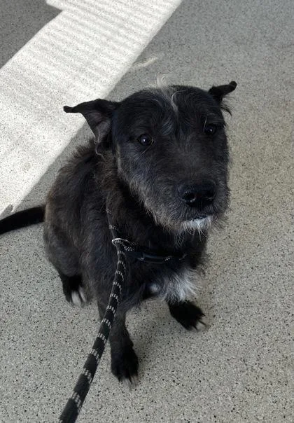 An adult medium-sized male Mixed Breed dog named Moby for adoption in Lafayette, IN