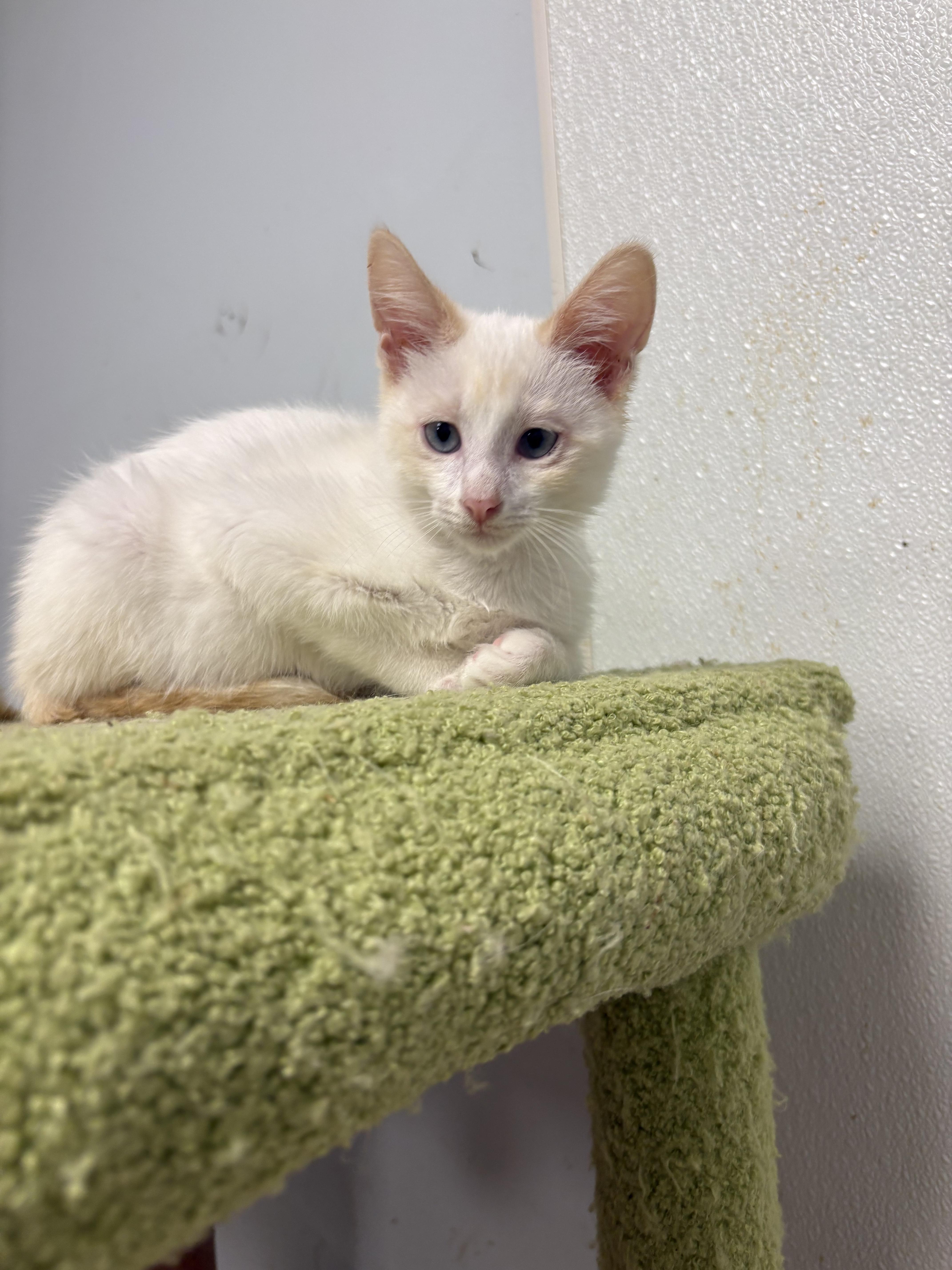 A baby small-sized male Flame Point Siamese cat named Maxwell for adoption in North Arlington, NJ
