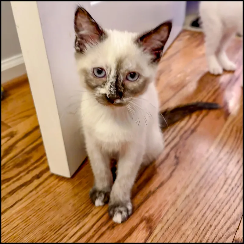 A young medium-sized female Lilac Point Siamese cat named Ursaal for adoption in Roswell, GA
