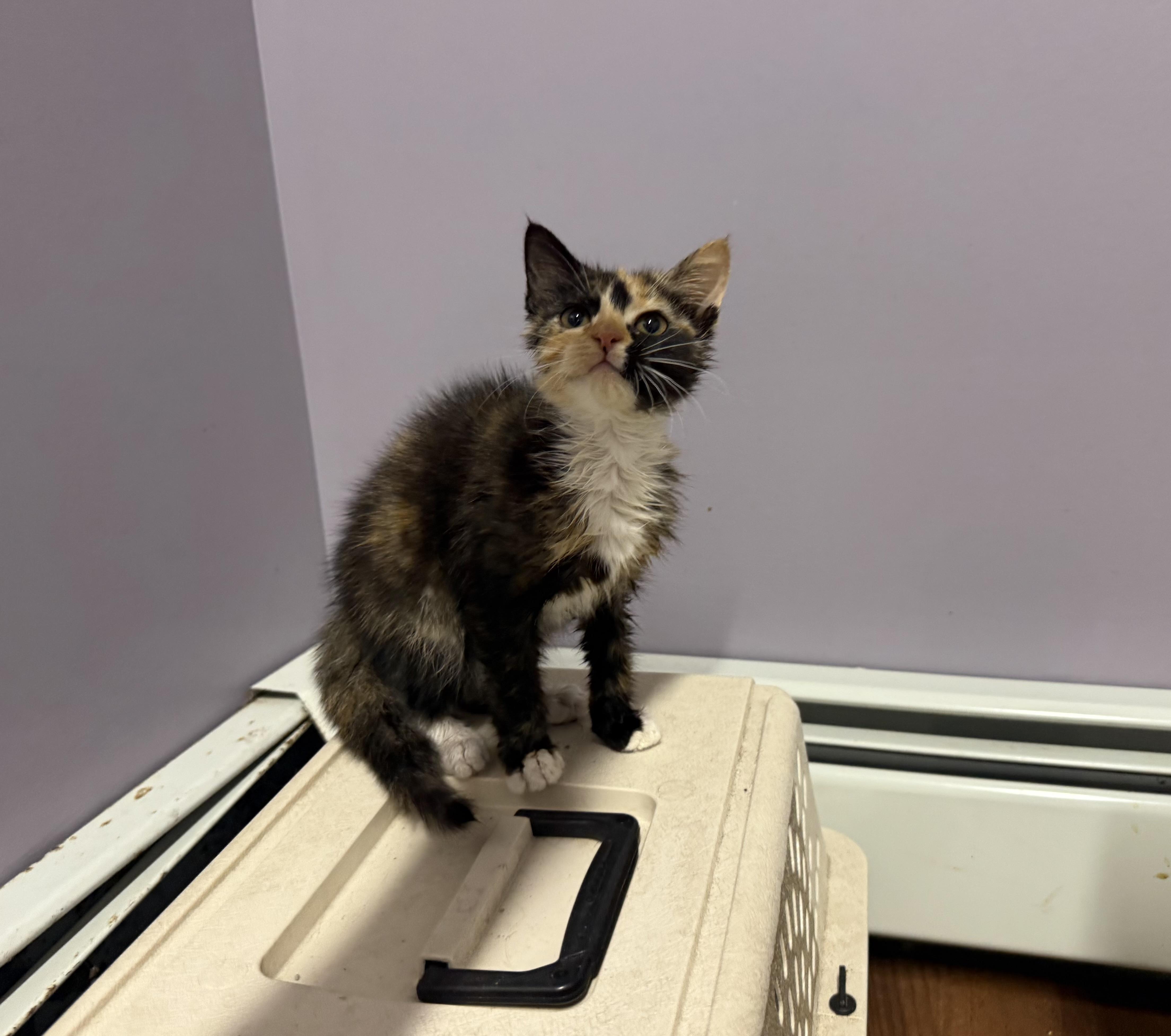 A baby medium-sized female Calico cat named Fuzz for adoption in Clifton, NJ