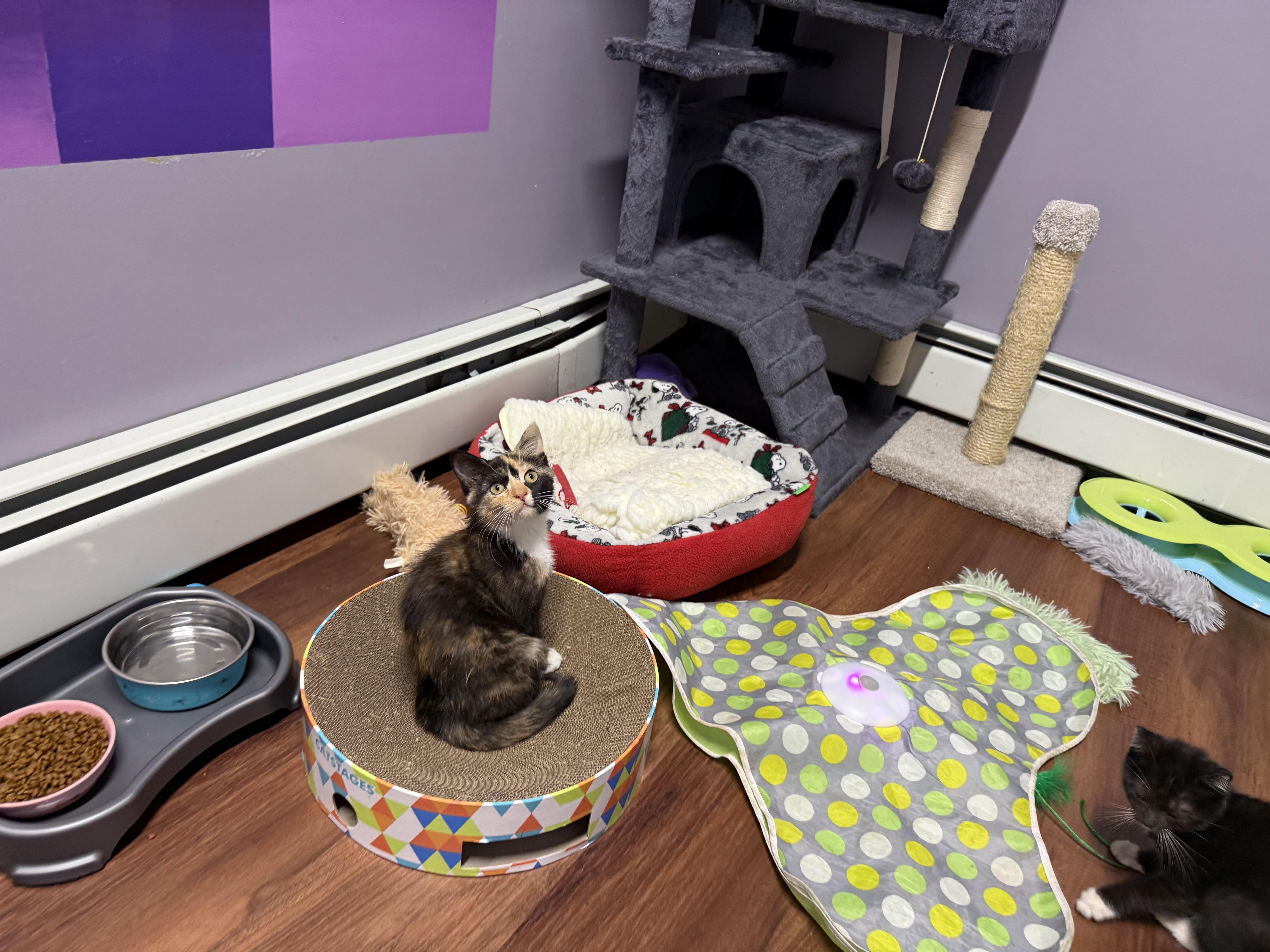Fuzz thumbnail 2