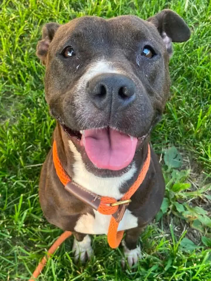 An adult medium-sized female Black Pit Bull Terrier dog named Sláinte for adoption in Chicago, IL