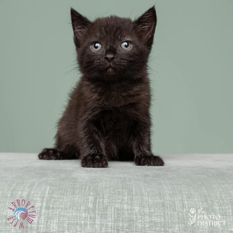 A baby medium-sized female Black Domestic Short Hair cat named Phoebe for adoption in Beulaville, NC