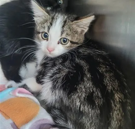 A baby small-sized female Domestic Short Hair cat named Nora for adoption in Los Angeles, CA