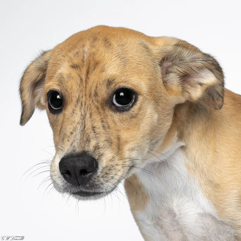 A baby medium-sized female Brindle Mixed Breed dog named Aphrodite for adoption in BONIFAY, FL