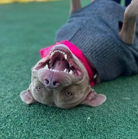 An adult medium-sized female Pit Bull Terrier dog named Hazel for adoption in Fruit Heights, UT