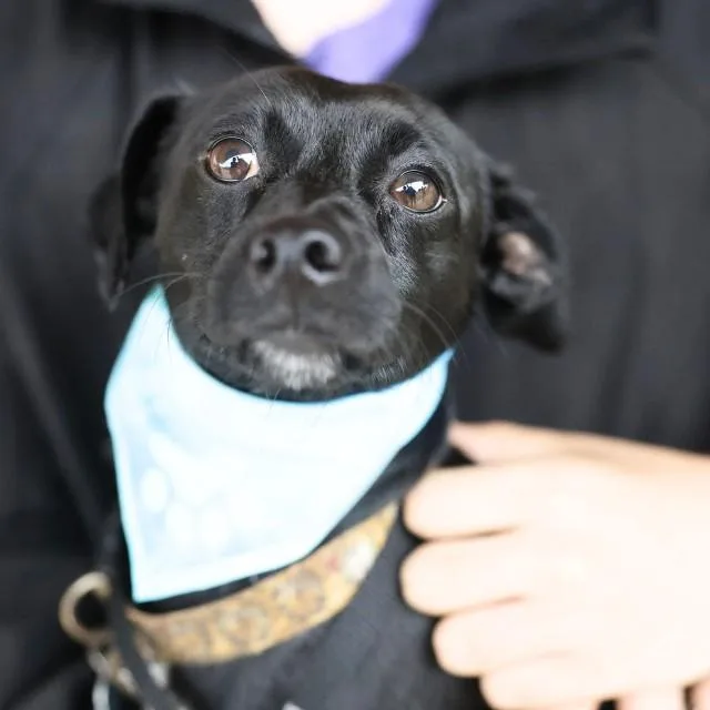 A young small-sized male Chihuahua dog named Windsor for adoption in San Antonio, TX