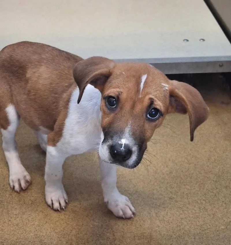 A baby medium-sized female Labrador Retriever dog named Found Stray: Millie for adoption in Rockwall, TX