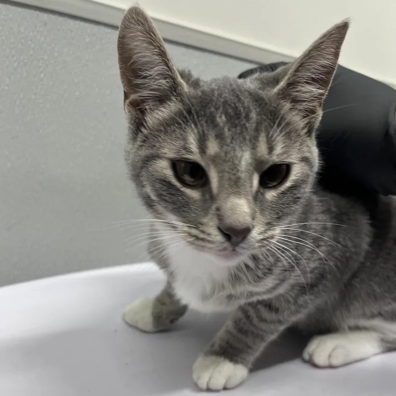 A baby small-sized female Gray / Blue / Silver Domestic Short Hair cat named Miso for adoption in Tampa, FL