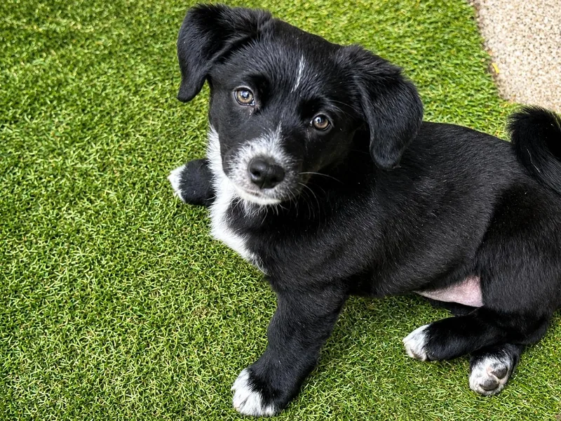 A baby medium-sized female Black Mixed Breed dog named Hallie for adoption in Kenosha, WI