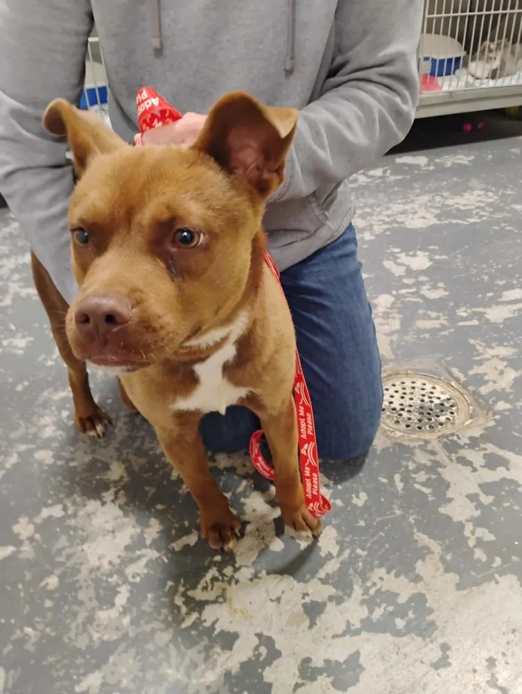 An adult medium-sized male Brown / Chocolate Pit Bull Terrier dog named Dalton for adoption in Linton, IN